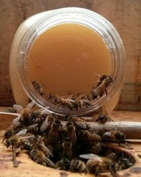 подкормка пчел медом