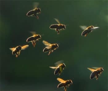 Куда улетает пчелиный рой?