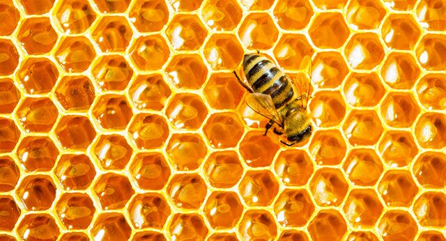 Что такое пчелиные соты, их полезные свойства и можно ли их есть.