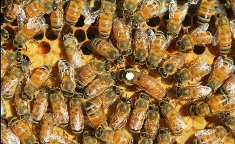 Пчелы породы Бакфаст. Фото