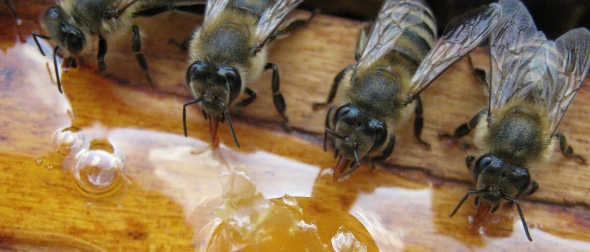 подкормка пчел на зиму