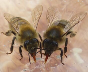 Подкормка пчел перед зимой