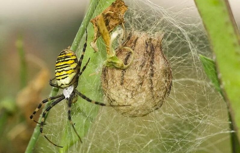 кокон самки паука-осы
