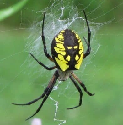 самка паука-осы