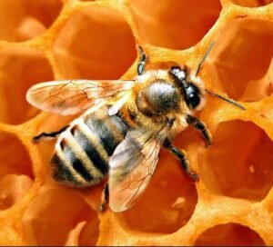 пчела медоносная