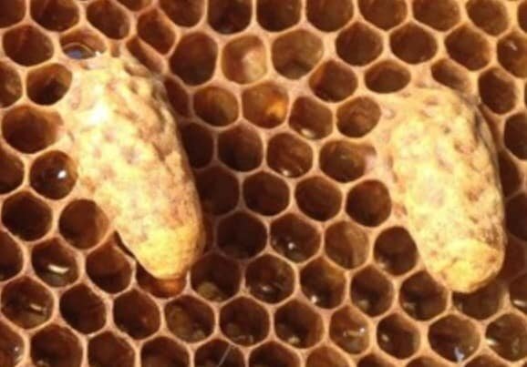 пчелиный маточник