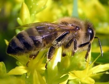 Фото и Характеристика среднерусской породы пчел