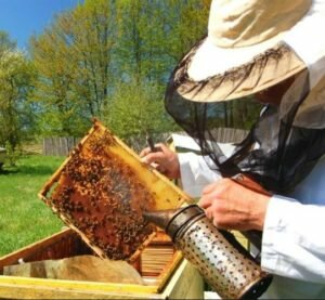 Современное пчеловодство.